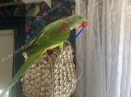 Alexandrine