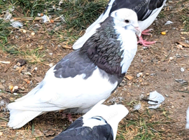 Pigeons, Birmingham rollers, racers,