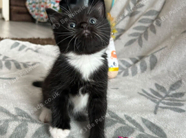 Kittens