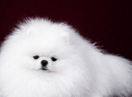 KC reg  STUD  Exceptional White Pomeranian &ndash; Top Quality