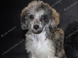 Loverly Merle miniature poodle girl