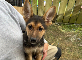 German Shepherd puppies