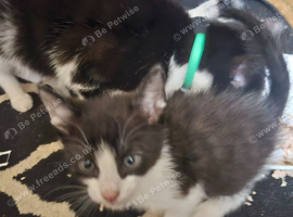 Kittens for sale 30 pound