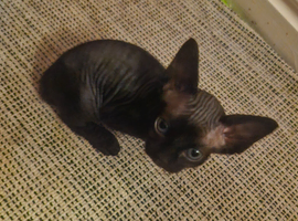 Mixed Sphynx Litter