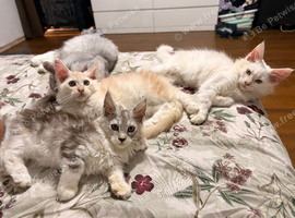 MEET YOUR FUTURE MAINE COON COMPANION