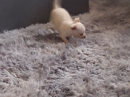 Chihuahua
