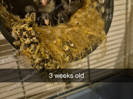 4 out of 5 zebra chicks for sale