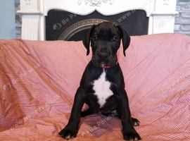 Great Dane Puppies