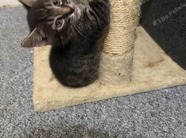 Kittens