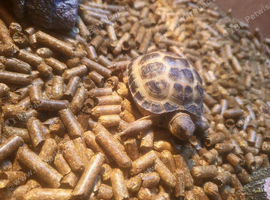 Baby tortoise