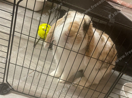 Male mini lop