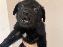 KC German shepherd puppies