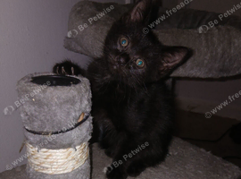 2 kittens left