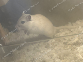 Gerbils for sale