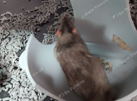 2 male rats for sale
