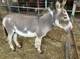 Minature male donkey