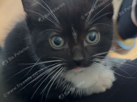 Last lil girl looking for a loving forever home