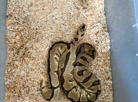 Ball pythons for sale
