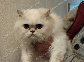 Persian kitten