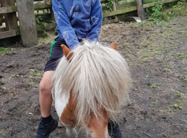 5 year old scewbald stallion