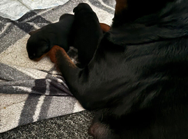 Puppies