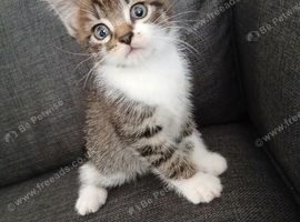 8 week old kittens looking for forever homes