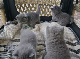 HCM & PKD Tested Clear Purebred British Shorthair kittens