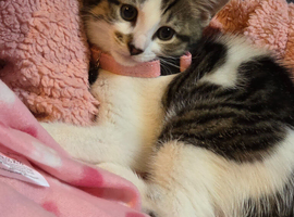 one female kitten