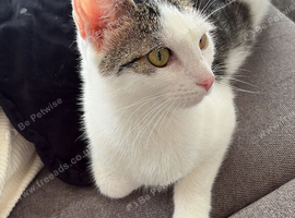Cat for Rehoming