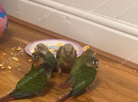 Tamed Baby Conures