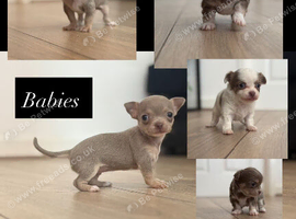 Tiny female chihuahua puppies