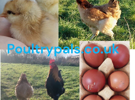 Wheaten Marans &ndash; Hatching Eggs