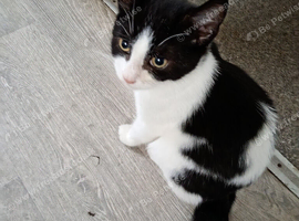 Lovely boy kitten