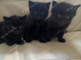 3 fluffy black kittens