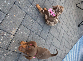 Dachshund puppies