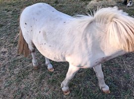 Pintalosa shetland
