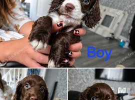 Beautiful F1b Cockapoo Puppies