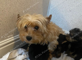 Yorkshire terrier puppies for sale