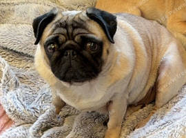 6 year old female pug