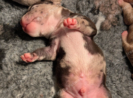 Beautiful Pocket Bullies