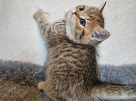 Golden shaded and spotted British shorthair