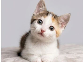 Female Cat and Kittens for Sale