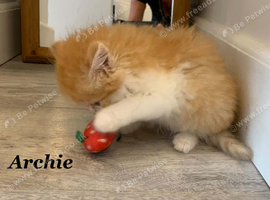 Six absolutely stunning Persian Kittens