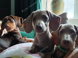 Miniature Dachshund ready for their forever