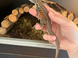 Butterfly Agama