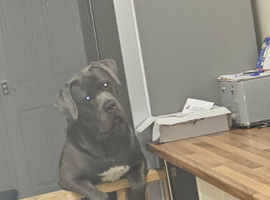 2 year old cane corso