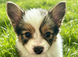 Kc reg papillon puppys