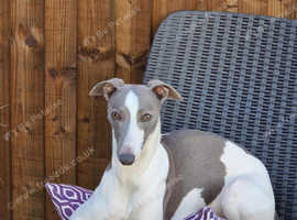 Proven Whippet 3 years old for stud