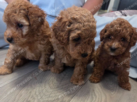 Beautiful red toy poodle puppies