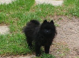 2 small house trained Pomeranians finally big enough to leave